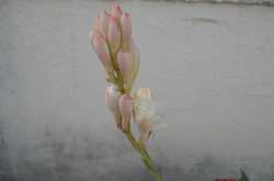 Rajnigandha and Some Veggies