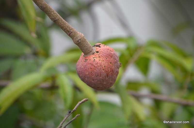 Ramphal (Bullock’s Heart)