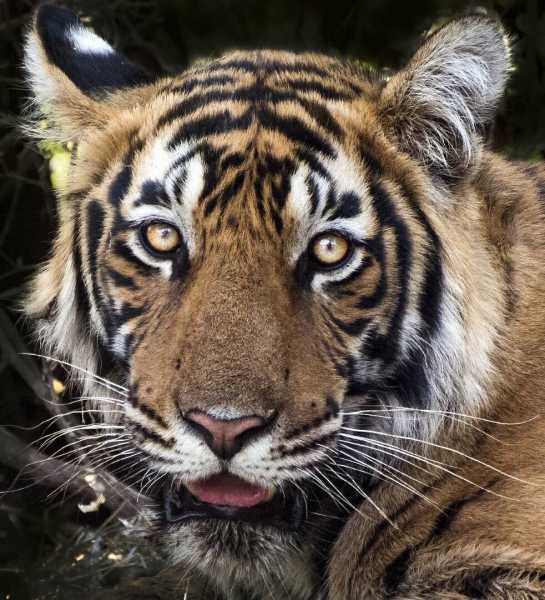 RanThambore @ Rangeela Rajasthan - First Day First Show - Camp 29 (Author - Amol Kulkarni)