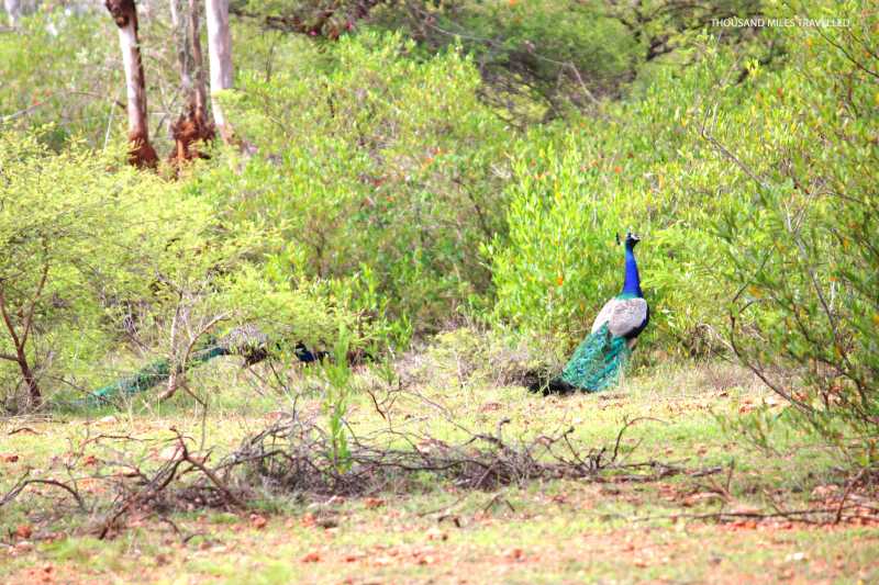 Ranebennur: How I Enjoyed My Trip To A Blackbuck Sanctuary. | Thousand Miles Travelled