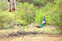 Ranebennur: How i enjoyed my trip to a blackbuck sanctuary. | Thousand Miles Travelled