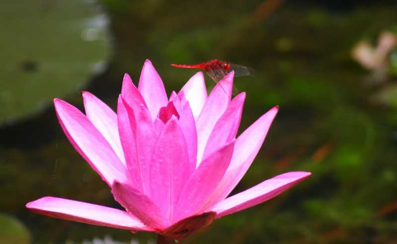 Ranganthittu Bird Sanctuary. A Short Trip.