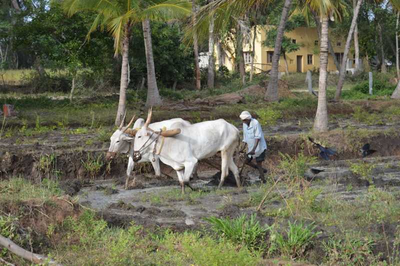 Ranganthitu In Natures Lap