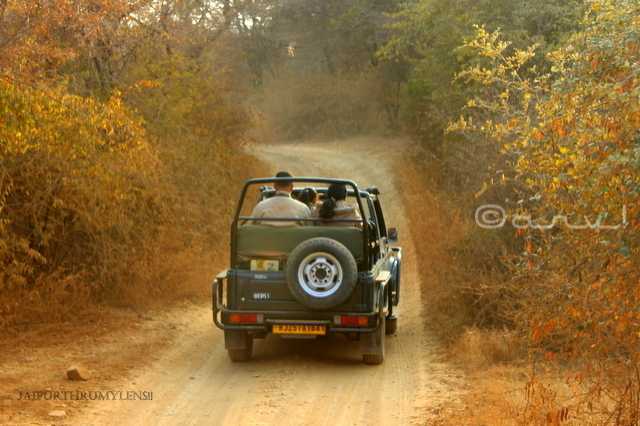 Ranthambore National Park: Chasing The Arrow Head
