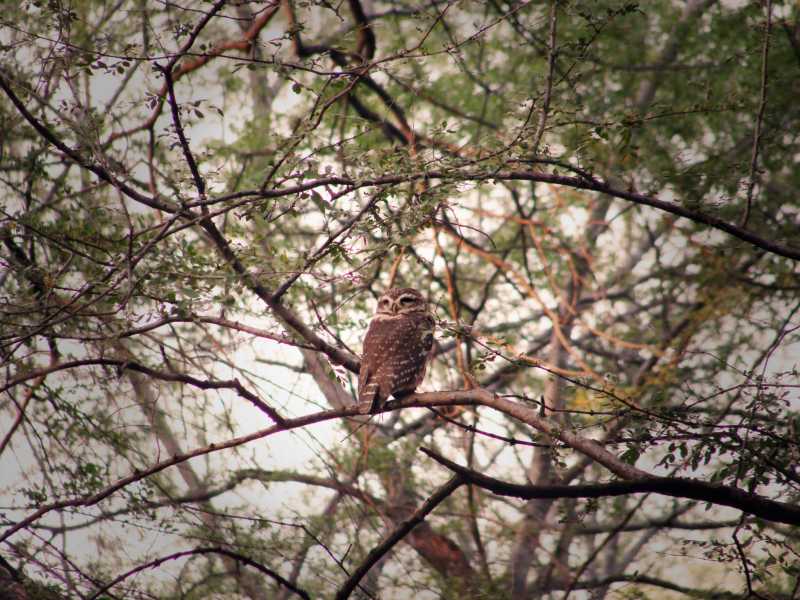 Ranthambore: Owl Watch - Digital Banjara