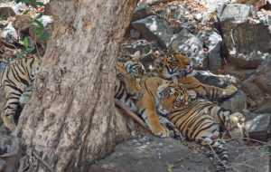 Ranthambore Season Round Up - Tigerwalah
