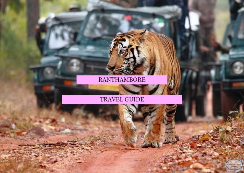 Ranthambore | Travel Guide - Peacock Featherz