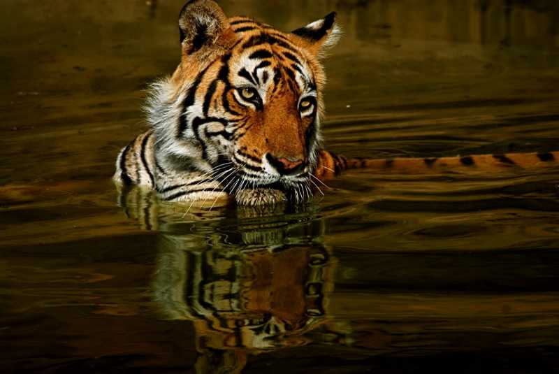 Ranthambore With Jungle Lore