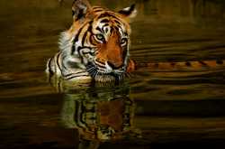 ranthambore with jungle lore