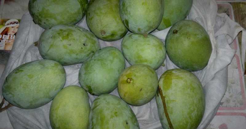 Raw Mango/ Kacchi Kairi/ Aaambi