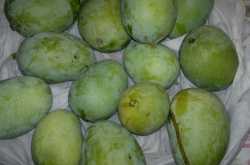 Raw Mango/ kacchi kairi/ aaambi
