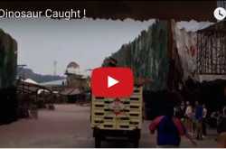 Real Dinosaur Caught !