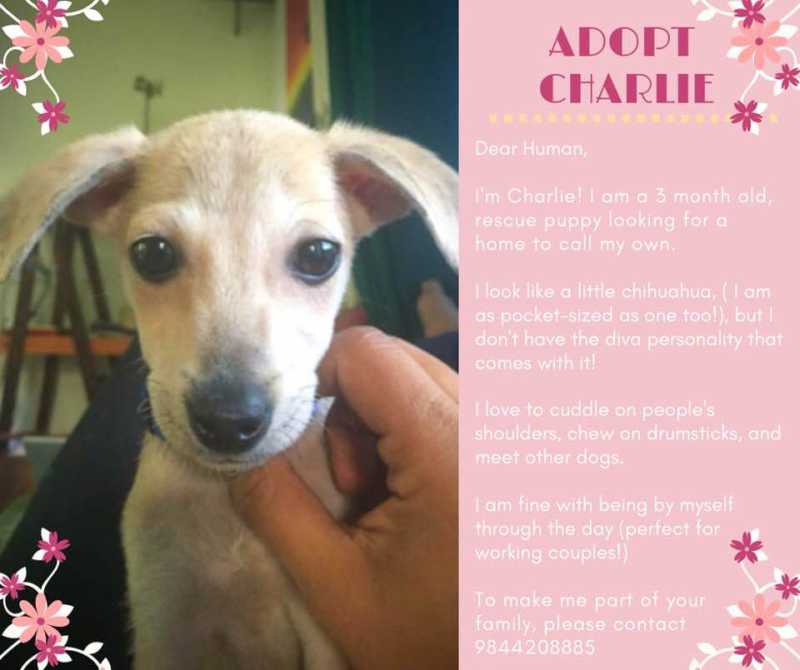 Rebuilding My Bubble