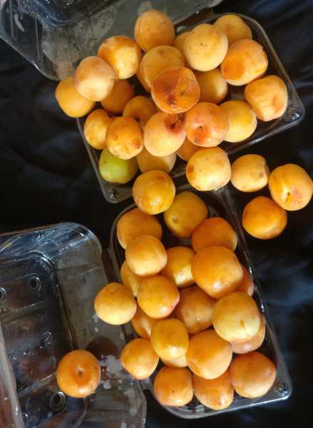 Recipe - Apricot |Khubani Ka Sharbat