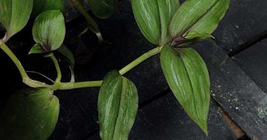 Recipe | Quick Pasta In Rice Cooker 