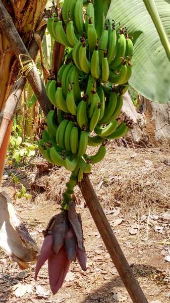 Recipe From A Bouquet