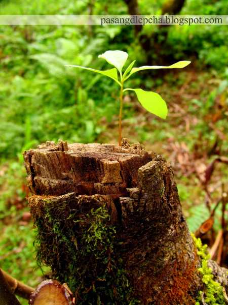 Reconnect With Nature: A Walk In The Woods
