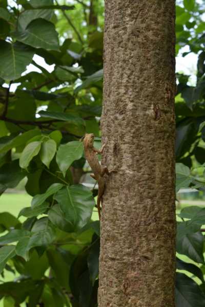 Recreating The Natural Balance: Aahana-The Corbett Wilderness, Ramnagar, Uttarakhand