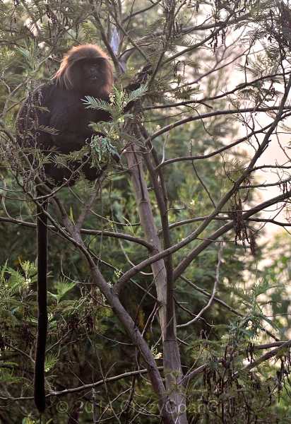 Red Hills, Blue Mountains…