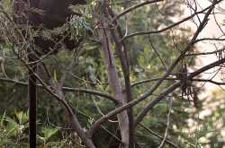 Red Hills, Blue Mountains…