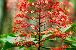 Red Pagoda Tree (Krishnakireedam)