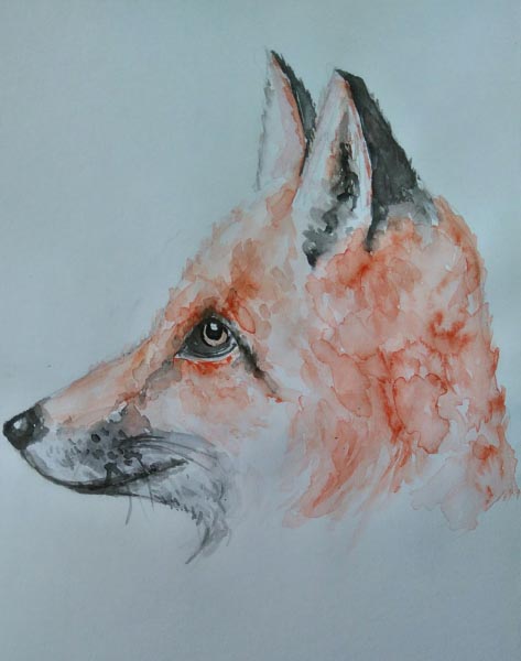 Red Fox