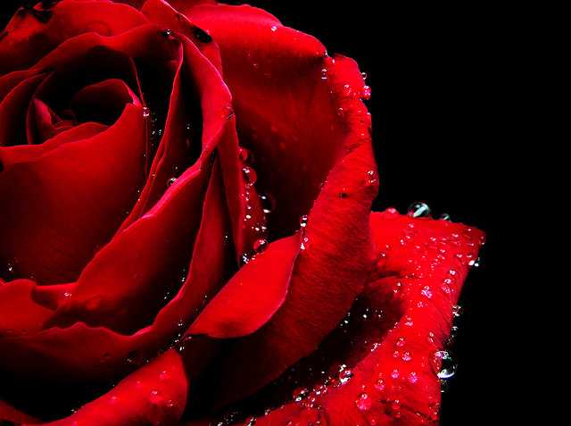 Red Is The Colour Of Love