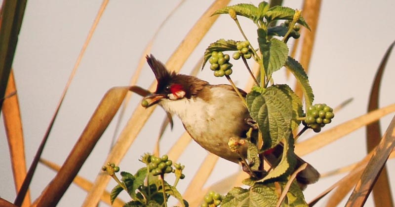 Red Vented Bulbul