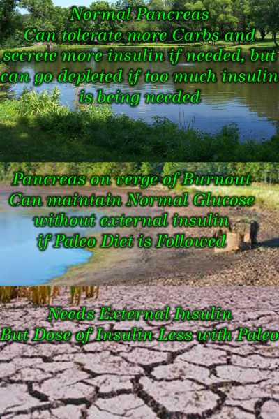 Reduced Insulin Secretion In Paleo Diet : Complications ?