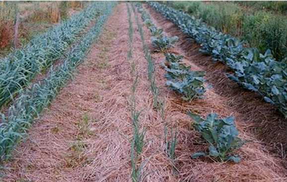 Reducing Soil Evaporation In Arid Agriculture | Arid Agriculture & Vegetable Gardening