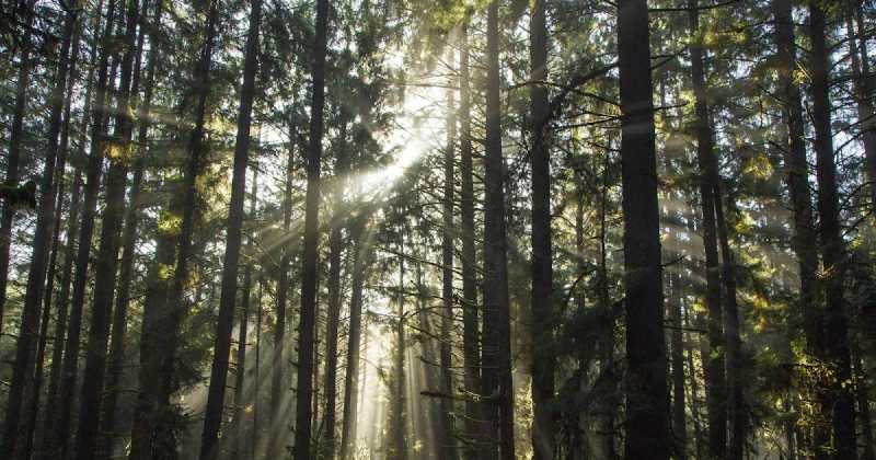 Redwood National And State Parks, CA