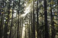 Redwood National and State Parks, CA