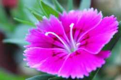 Reminiscence : Senryu/ Haiku 