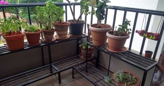 Renovating My Green Space