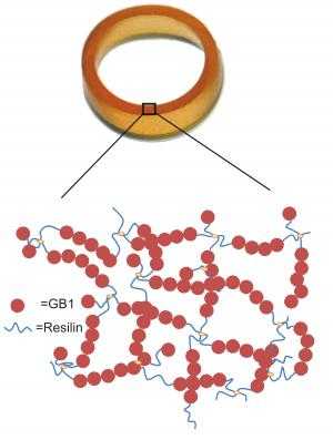 Researchers Design New Biomaterial That Mimics Muscle Elasticity