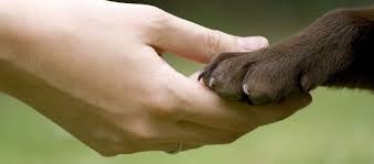 Resources For You And Your Pets