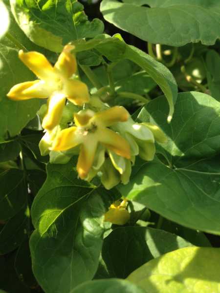 Response To First Showers