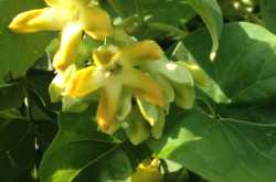 Response to first showers