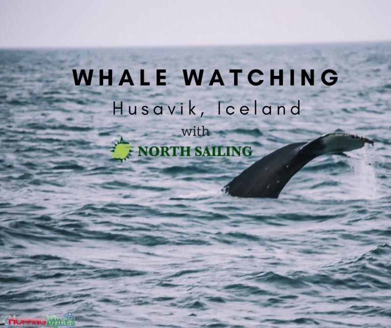 Review: Husavik Whale Watching With North Sailing, Iceland