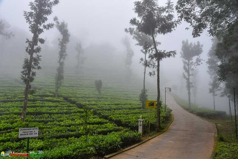 Review: Wild Planet Resort - A True Magical Experience In The Woods