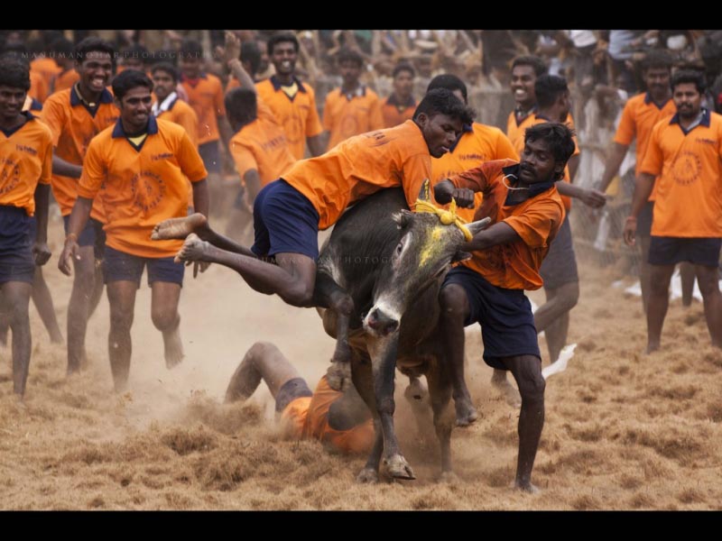Revisiting The Jallikattu Uprising - The Insatiable Society