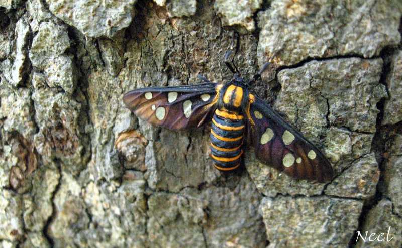 Revival Of Wasted Souls