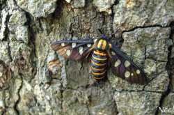 Revival of Wasted Souls