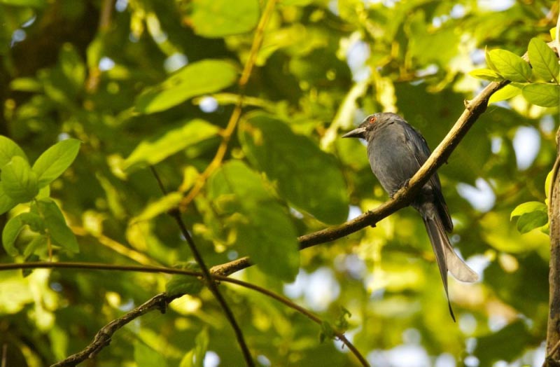 Birding At Karnala Bird Sanctuary With BNHS On Dr Salim Ali