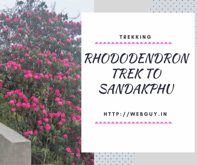Rhododendron Trek To Sandakphu - Webguy Travel Tales