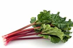 Rhubarb (Benefits, Leaves, Poison, Growing, Nutrition, Taste And Recipe)