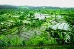 Rice As The Staff Of Life