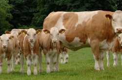 Rider Cochin: Mattupetty Indo - Swiss Farm,Munnar