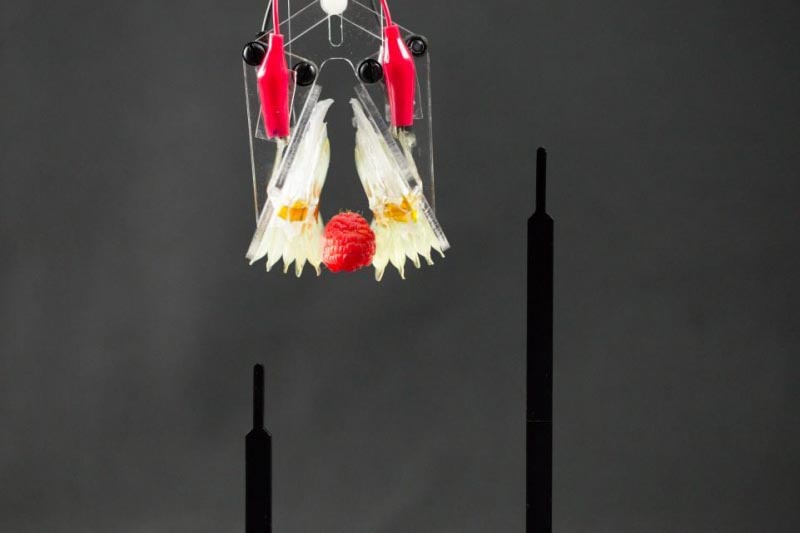 Robotic Muscle Created To Work Just Like The Human One