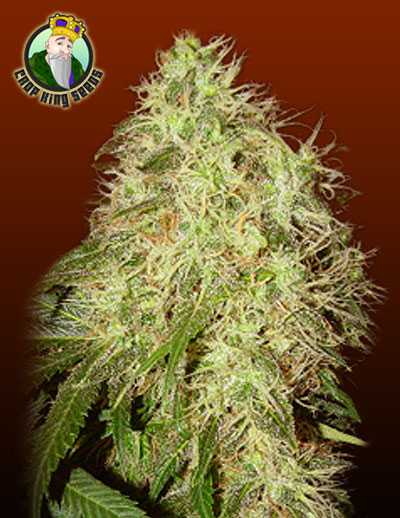 Rogue Thunder Marijuana Seeds For Sale | Weed Seeds For Sale | 420.in.nf